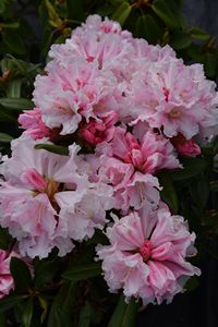 Rhodo Little Angel